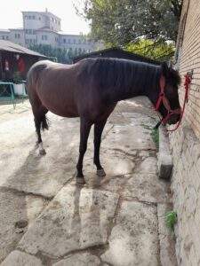 malta-3